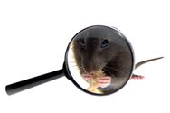 muizen herkennen vergrootglas